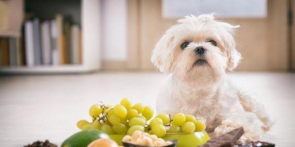 宠物狗狗可以吃紫薯吗（探究紫薯对狗狗的营养价值及潜在风险）