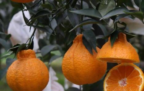 丑橘的采摘时间和收获季节（丑橘的种植和成熟过程）