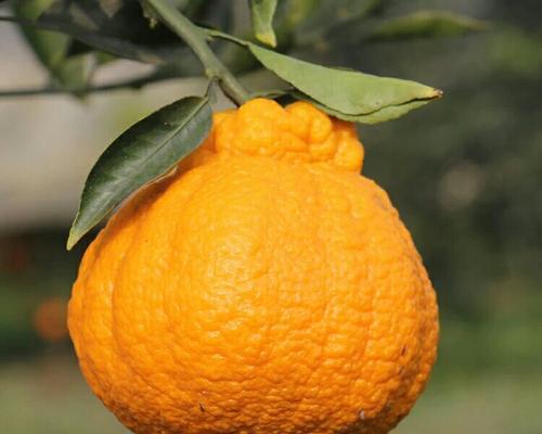 揭秘丑橘含糖量高的真相（挑食者不宜）