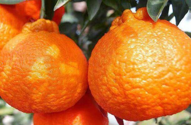丑橘的果实成熟时间及特点（了解丑橘的生长周期和采收期）