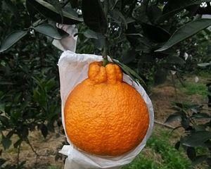 丑橘的果实成熟时间及特点（了解丑橘的生长周期和采收期）
