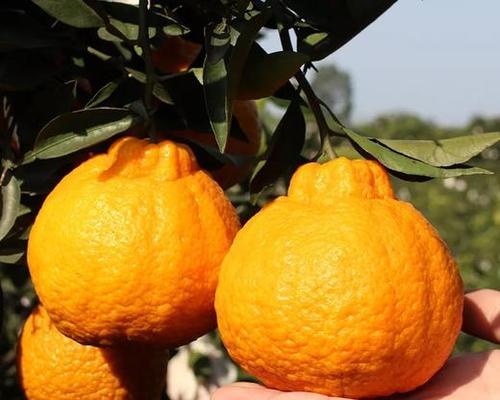 丑橘成熟上市时间及特点（探讨丑橘的成熟期）
