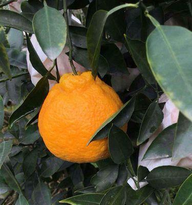 揭秘丑橘成熟的时间（掌握成熟技巧）
