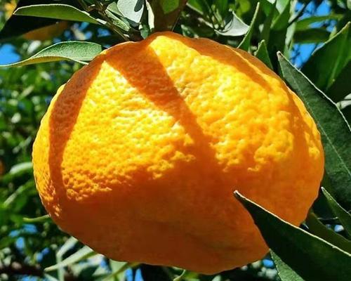 揭秘丑橘的故乡——福建（探寻丑橘的起源）