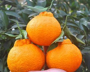 揭秘丑橘的故乡——福建（探寻丑橘的起源）