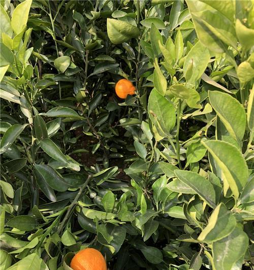 丑橘种植条件适合的气候与温度（探究丑橘种植的关键因素）
