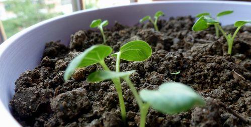 除虫菊种子的种植与养护方法（打造绿色防虫护栏）