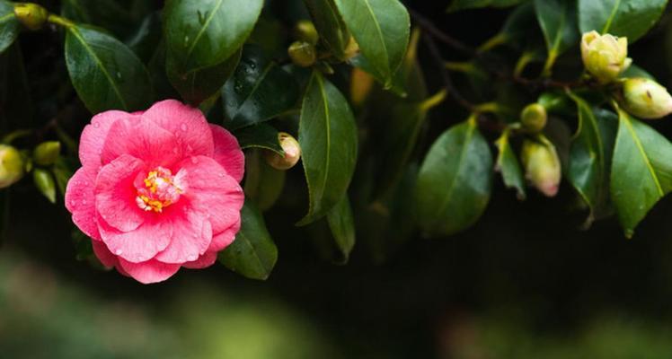 昆山的市花——山茶花的花语与象征（探寻昆山市花山茶花的美丽与意义）