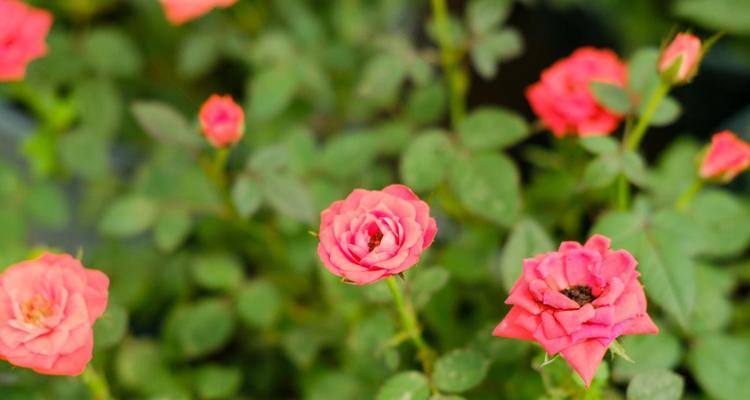 昆山的市花——山茶花的花语与象征（探寻昆山市花山茶花的美丽与意义）