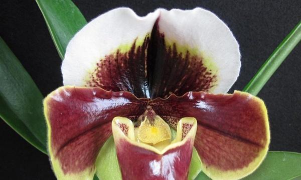 探秘兰科植物的主要特征——以兰科代表植物为例（解读兰科植物的奥秘与美丽）