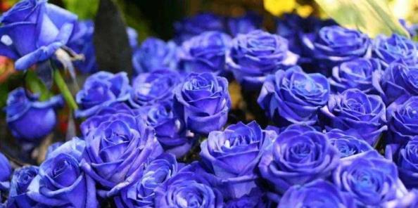 以蓝玫瑰代表的花语之美（蓝玫瑰的独特花语与意义）