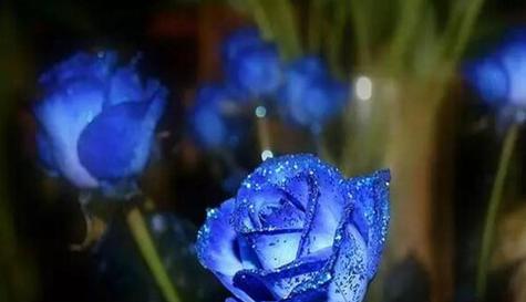 蓝玫瑰花语及代表意义（探究蓝玫瑰的独特魅力与深刻寓意）