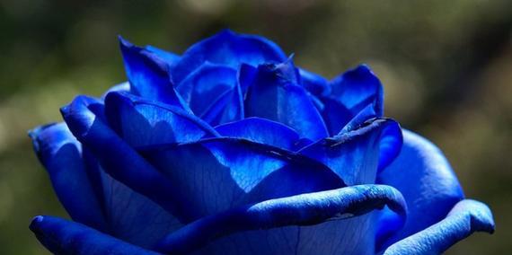 蓝玫瑰花语及代表意义（探究蓝玫瑰的独特魅力与深刻寓意）