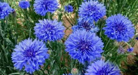 蓝色菊花——希望与青春的象征（点亮生命）