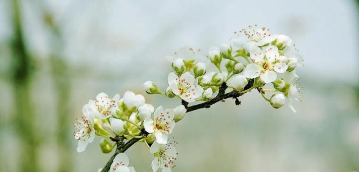 梨花之美（探寻梨花背后的人生哲学）