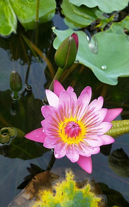 莲花的生肖象征意义（揭示中国十二生肖与莲花的奇妙联系）