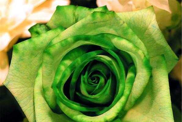 绿玫瑰的花语与代表意义（探索绿玫瑰花的神秘之处）