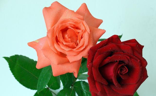 玫瑰花的象征意义与人格特质（以玫瑰代表什么人-良爱）