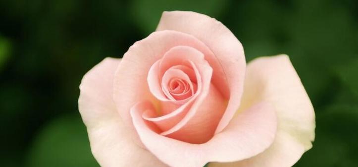 玫瑰花的花语与象征意义（探寻玫瑰花背后的浪漫与情感）