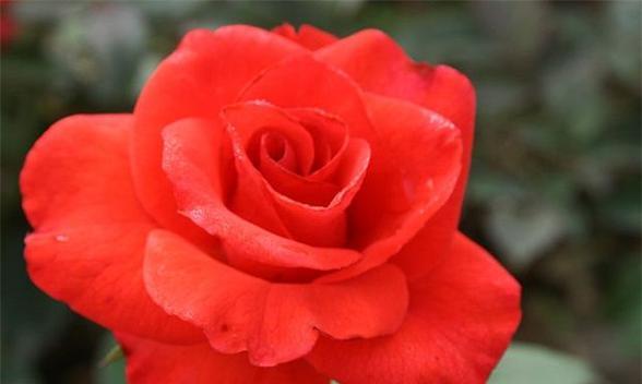 玫瑰花的花语与代表意义（浪漫之花的背后情愫-玫瑰花花语及其寓意）
