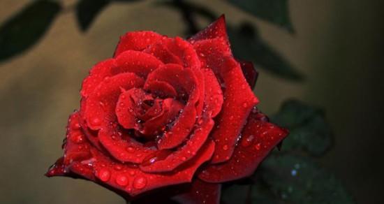 玫瑰花的花语与代表意义（浪漫之花的背后情愫-玫瑰花花语及其寓意）
