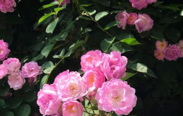 蔷薇花的象征意义及文化价值（探寻蔷薇花的美与哲学）