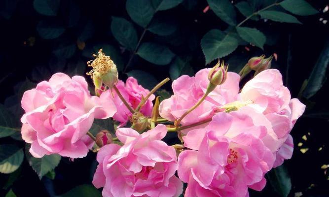 蔷薇花的象征意义及文化价值（探寻蔷薇花的美与哲学）