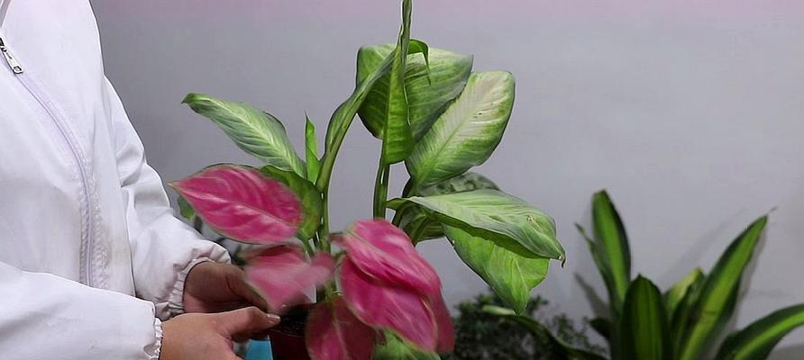 花叶万年青开花的寓意（万年青盛开的生命之花）