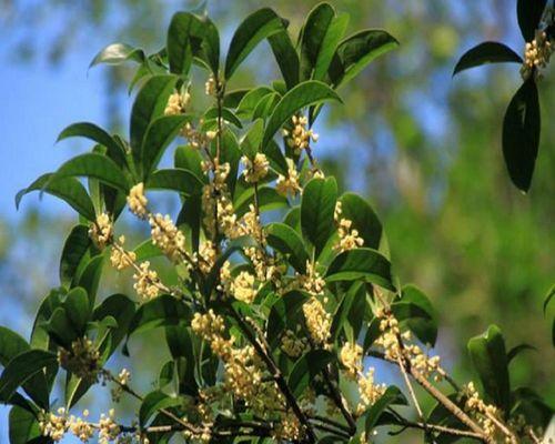 桂花之家——追寻幸福的芬芳（桂花香满家）