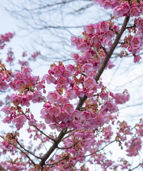 九月桃花刀——探寻传统文化的魅力（一种象征美丽与坚毅的武器）