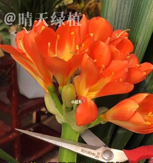 君子兰，花开两次的生命寓意（一年两次花开的美丽奇迹与寓意）