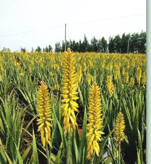 探寻孔雀芦荟的花语之美（神秘、繁荣和自由）