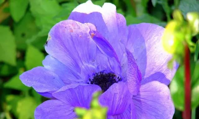 蓝色翠菊的花语（寓意深远的蓝色翠菊）
