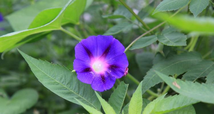 蓝色牵牛花的花语与意义（探寻蓝色牵牛花的隐含心语）