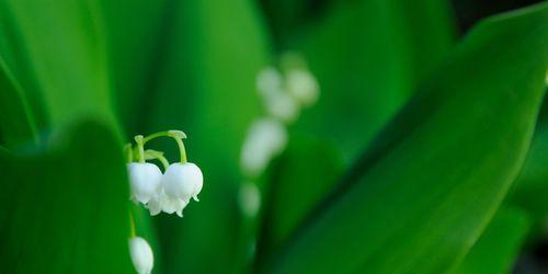 绿色风信子花语（探寻绿色风信子背后的花语之谜）