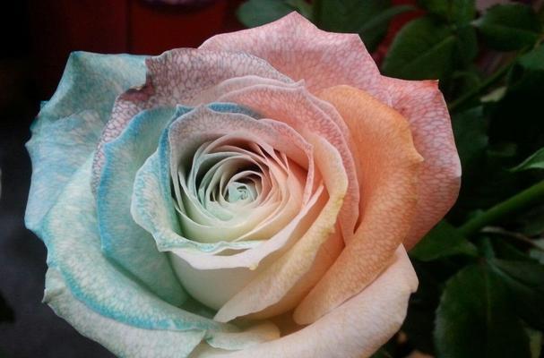 探寻玛丽亚玫瑰花语的意义与影响力（传承千年的花语文化）