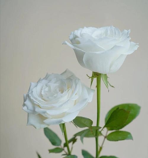 用玛利亚玫瑰花语传递的爱与美（探寻玛利亚玫瑰花语的意义和表达方式）