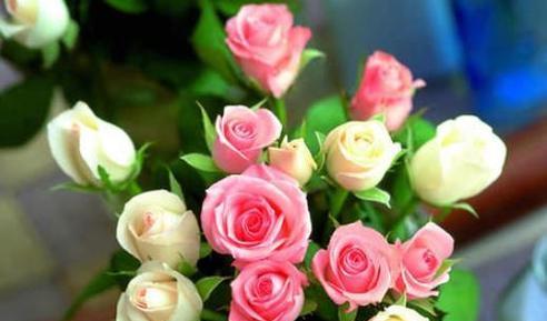 玫瑰花的花语之不同颜色的寓意（探索玫瑰花在不同颜色中所蕴含的情感与意义）