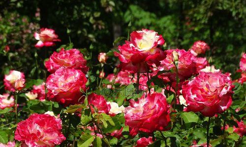 玫瑰花样的植物——美丽与多样性的象征（探索玫瑰花样植物的奥秘）