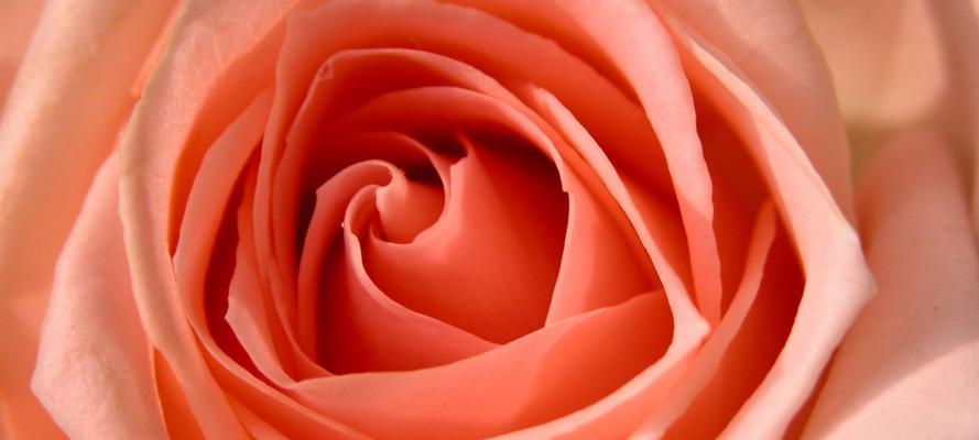 西方对玫瑰的寓意与象征意义（探寻玫瑰的浪漫和力量）