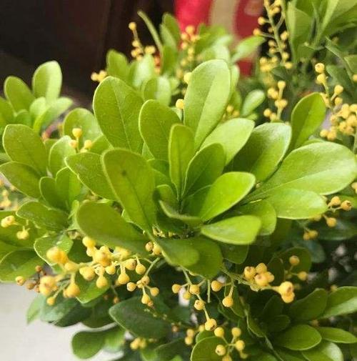 米兰花的花语与含义（探索米兰花的象征与寓意）