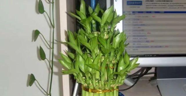 富贵竹的水培养殖方法（快速了解富贵竹水培养殖的技巧和注意事项）