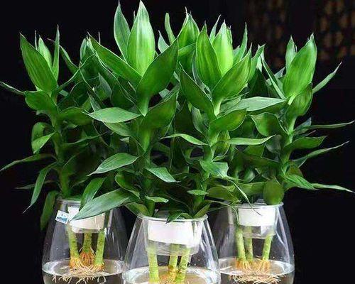 富贵竹的水培养殖方法（快速了解富贵竹水培养殖的技巧和注意事项）