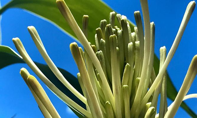 如何养护富贵竹，让其开出鲜艳花朵（精细管理是关键）
