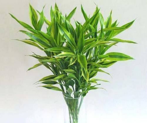 如何养护富贵竹，让其开出鲜艳花朵（精细管理是关键）