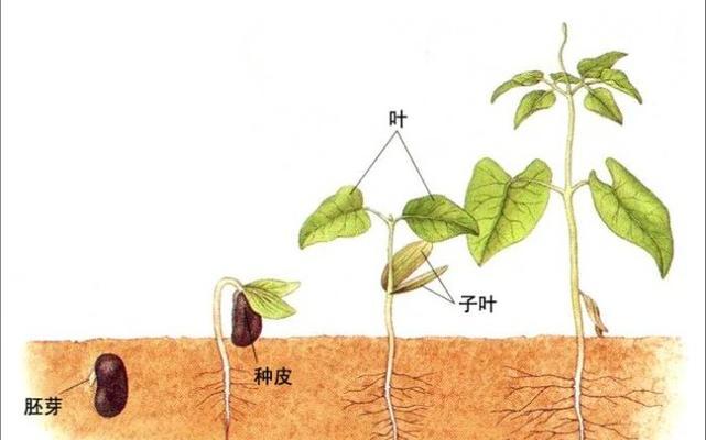 快速发芽的秘诀——如何种植富贵籽（掌握方法）