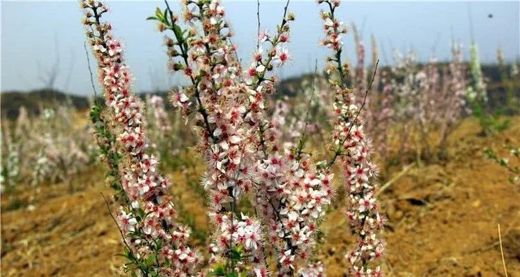 钙果的开花习性及分析（一年开几次花）