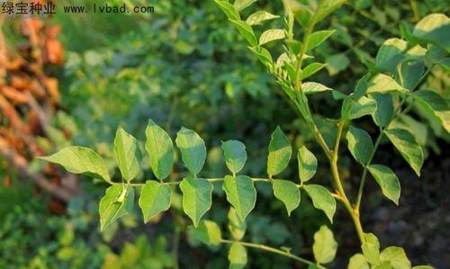 揭秘甘草生长周期（从萌芽到收成）