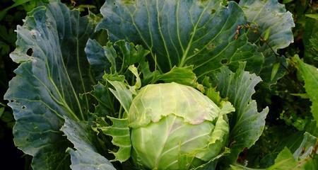 甘蓝-一种重要的蔬菜作物（探究甘蓝的科学分类和植物特征）