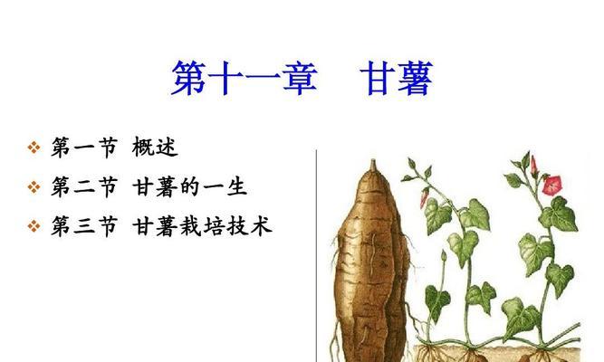 甘薯病毒病的防治（症状）